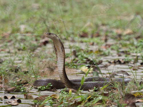 Foto Naja kaouthia or monocled cobra deadly serpent living on a dry leaf in the fores