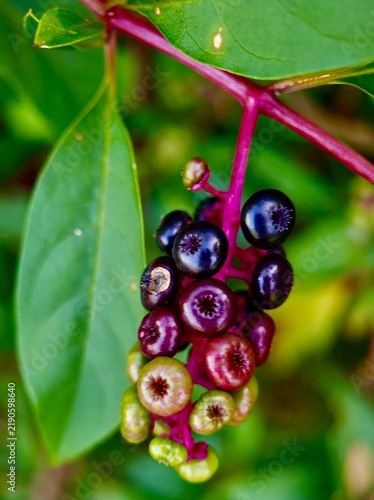 American pokeweed (Phytolacca americana) berries ripening from green to black on a magenta stem.