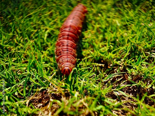 Reddish-brown caterpillar crawling through sunlit grass.