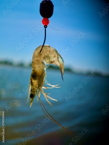 Live shrimp baited on a fishing hook for inshore saltwater angling along the coast.