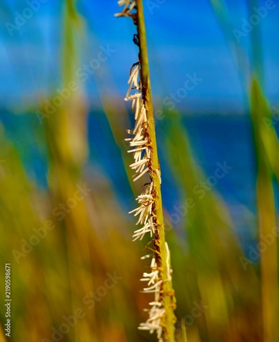 Картината върху платно Spartina cordgrass seed head with white anthers against blurred blue estuary water in late summer