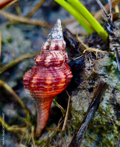 Red-brown whelk shell standing upright in the mud of a coastal salt marsh at low tide.