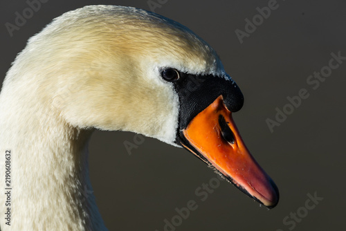 фотографія Close-up profile of a mute swan highlighting its orange and black bill, black facial markings, glossy eye and detailed white plumage