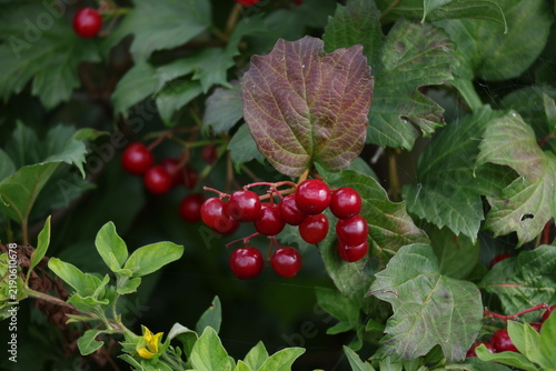 Fotografía Bright red clusters of ripe viburnum berries hanging on a garden shrub