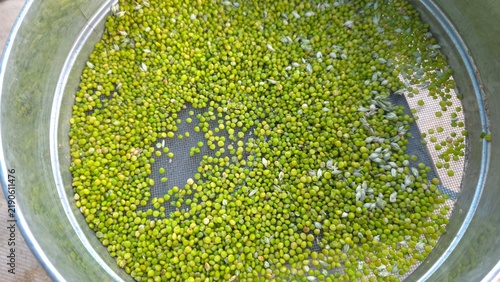 Foto Freshly threshed sorghum grains spread across a metal sieve during cleaning and
