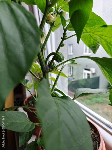 Принти на полотні Young paprika plant with its first pepper fruit growing indoors on a windowsill