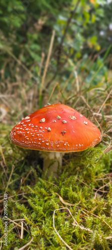 Foto Vertical close-up of red fly agaric mushroom in autumn forest moss