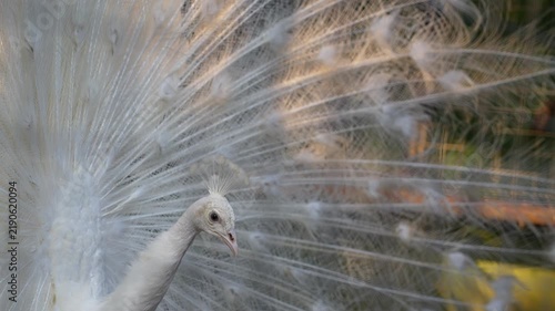 white peacock dancing in the zoo, close up of white indian peafowl with feathers out and turning to back