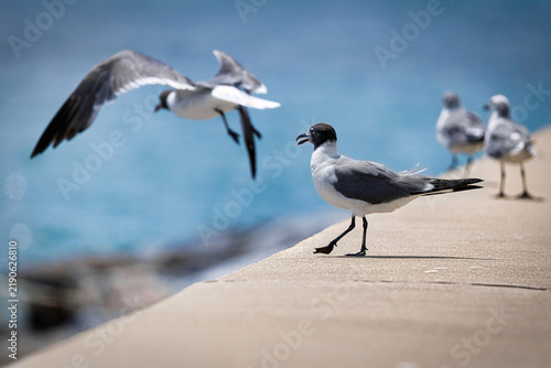 Fotografie Hampton Laughing Gulls