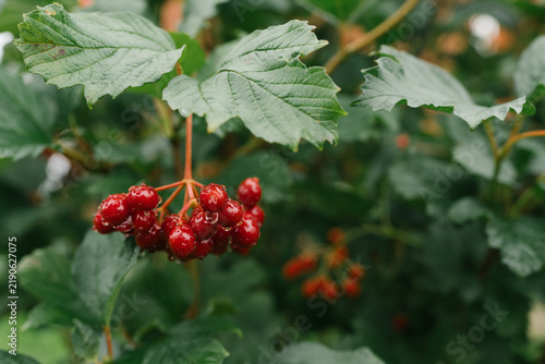 Fotografía Vibrant bright red viburnum berries growing with green leaves on branch in garde