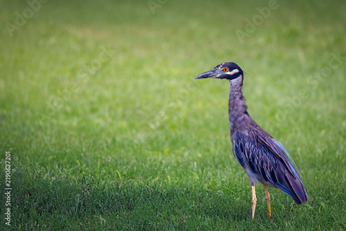 Yellow Crowned Night Heron