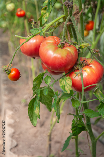 Canvastavla Fresh organic large red tomatoes ripening on the vine in a greenhouse