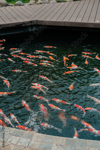 Koi fish