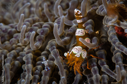 Fotografie Squat shrimp perching vertically among sea anemone tentacles at Lembeh Strait