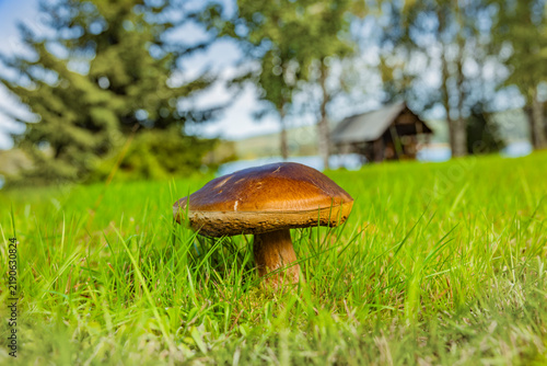 Steinpilz in einer Wiese