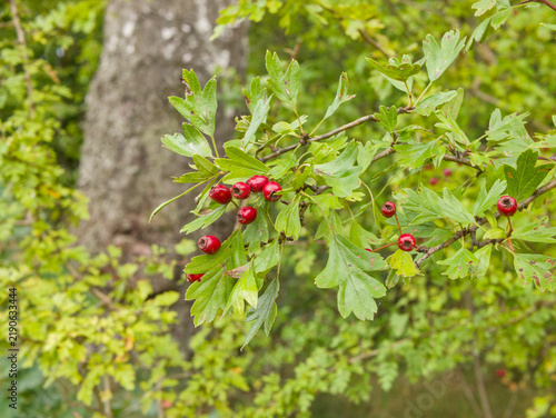 Принти на полотні Ripe red hawthorn berries Crataegus on branch with green leaves in autumn