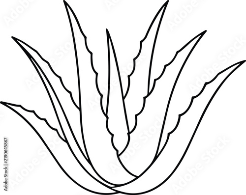 Symmetrical aloe vera plant outline illustration for herbal cosmetic product packaging.