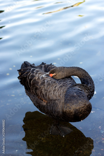 Картината върху платно Elegant black swan (Cygnus atratus) with a bright red beak curving its neck to preen its dark feathers in clear blue water