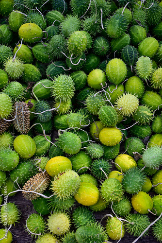Obraz na plátně close-up of fresh spiny cucumis anguria fruits in green and yellow shades, natur
