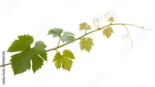 Green grapevine branch with young leaves and curling tendrils isolated on a white background, for viticulture