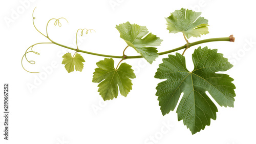 Fresh green grapevine branch with curling tendrils and leaves isolated on a white background, for botany