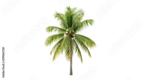 Tall tropical coconut palm tree with green leaves isolated on a white background, for nature projects