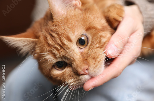 Woman pets a beautiful ginger cat