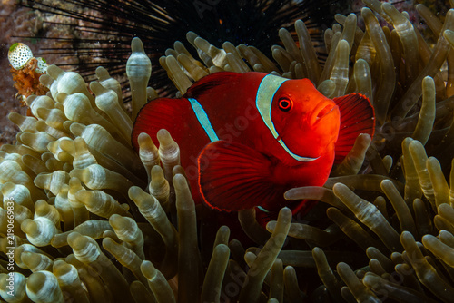 Fotografie Maroon clownfish nestled securely inside the tentacles of a bubble-tip sea anemo