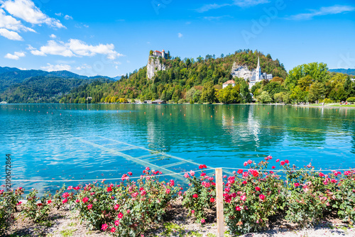 Blooming red rose bushes lining the shore of Lake Bled with Bled Castle and St. Martin's Church in the background, Slovenia