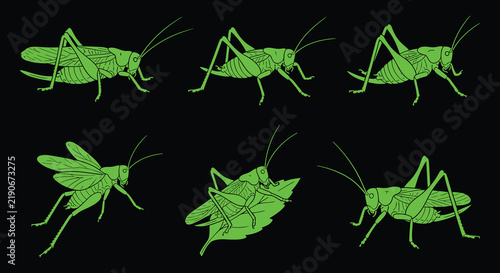 Green grasshopper illustrations showcase various poses and wing positions