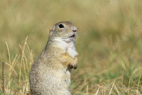 Alert ground squirrel standing upright in a grassy field looking to the side