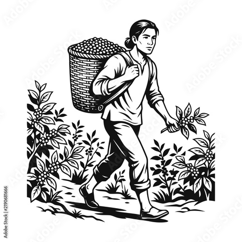 Male agricultural worker harvesting fresh coffee beans in a rural plantation carrying a heavy basket on his back