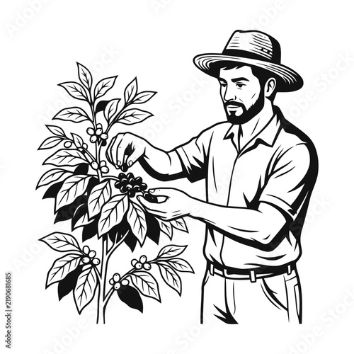 Hand drawn illustration of a professional coffee farmer harvesting fresh coffee berries from a coffee plant bush in black and white