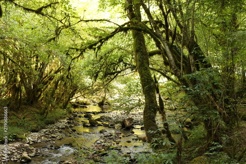 Forêt et rivière l'Arros dans la forêt de la Gourgue d'Asque dite 