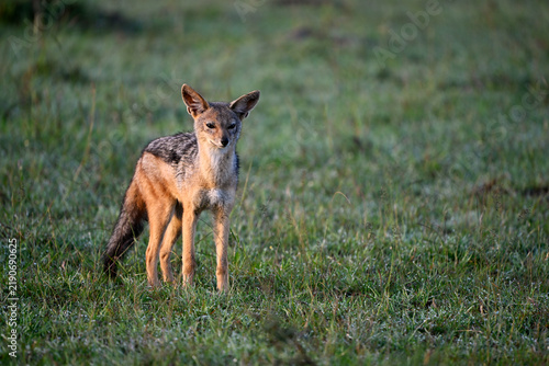Black-backed jackal standing in African grassland