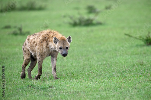 Spotted hyena walking across African grassland