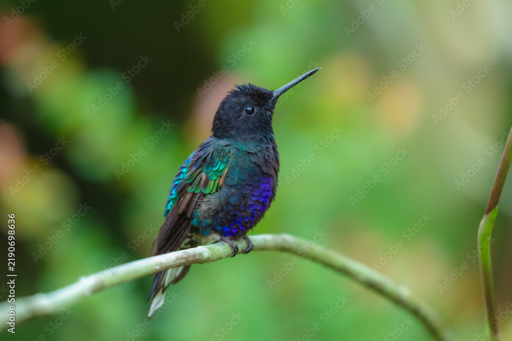 Obraz premium A male Velvet-purple Coronet (Boissonneaua jardini) perched on a thin branch, showcasing its velvety black plumage and vibrant iridescent purple-blue chest feathers in the cloud forest of Ecuador.