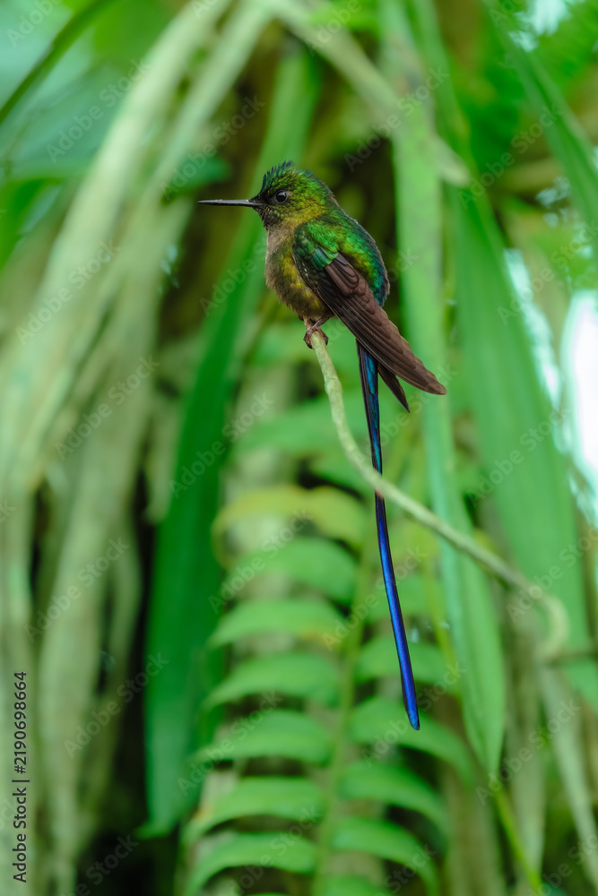 Fototapeta premium Male Violet-tailed Sylph (Aglaiocercus coelestis), a stunning hummingbird species native to the cloud forests of the western Andes in Ecuador.