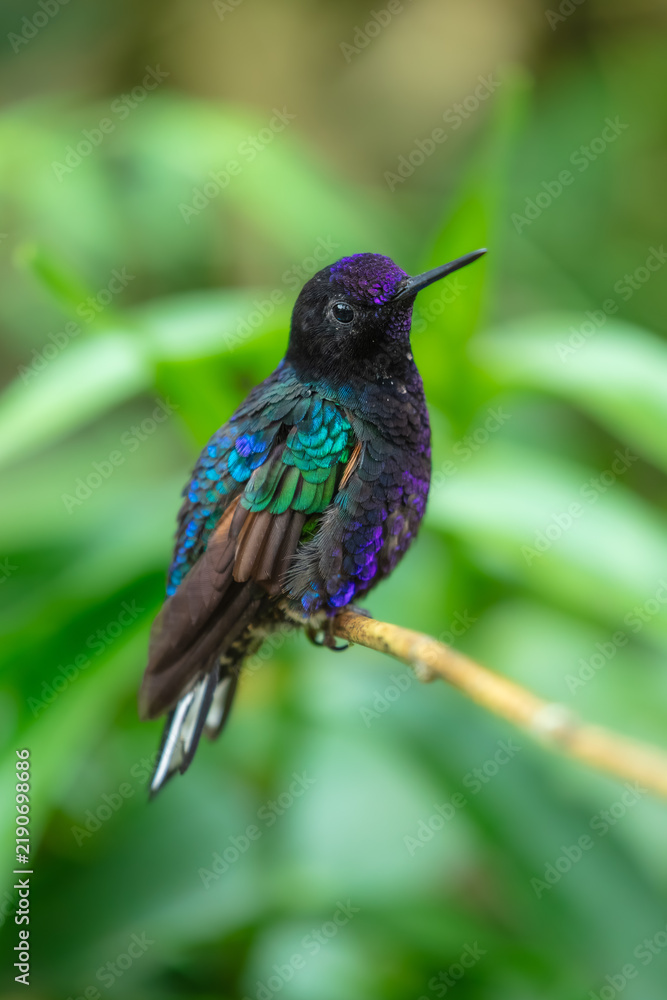 Obraz premium A male Velvet-purple Coronet (Boissonneaua jardini) perched on a thin branch, showcasing its velvety black plumage and vibrant iridescent purple-blue chest feathers in the cloud forest of Ecuador.