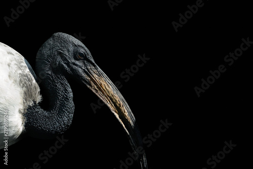 Portrait of wood stork with long curved beak on black background. Detailed texture of feather and head shown in dramatic side light.