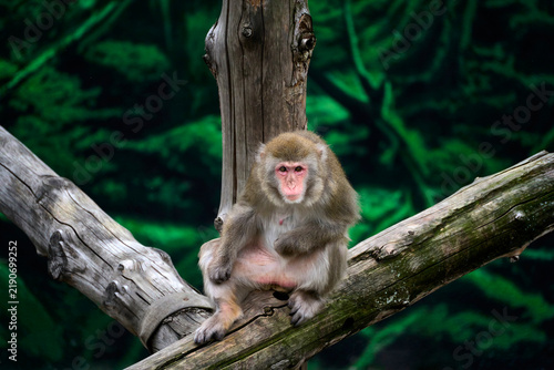 Japanese macaque monkey sitting on a tree branch in green forest. Wildlife portrait showing primate resting in natural habitat.