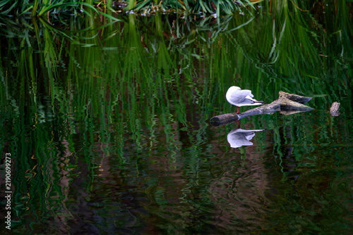 Seagull standing on a log in calm green water with reflections of reeds. White bird resting peacefully in a quiet pond habitat. Wildlife photography for nature and ecology themes.