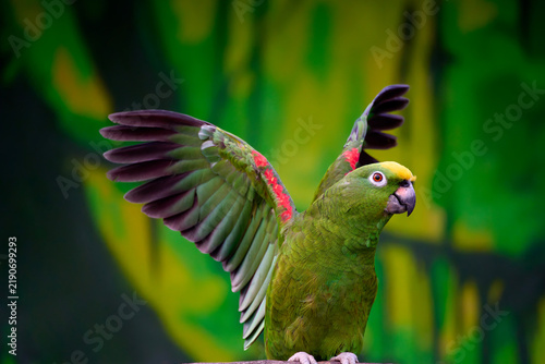 Green parrot spreading wings on a branch in tropical forest. Yellow crowned amazon showing bright plumage against blurred jungle background.