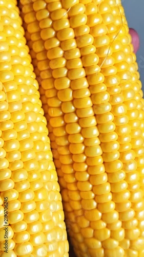 Fresh Yellow Corn on the Cob in Hands, Two Sweet Corn Cobs Close Up