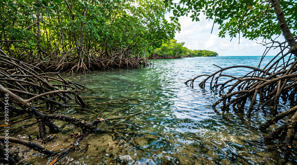 Obraz premium Tropical mangrove forest with tangled prop roots | Clear turquoise water along a coastal ecosystem | Biodiversity in a saltwater swamp environment | Natural habitat for marine life in coastal wetlands