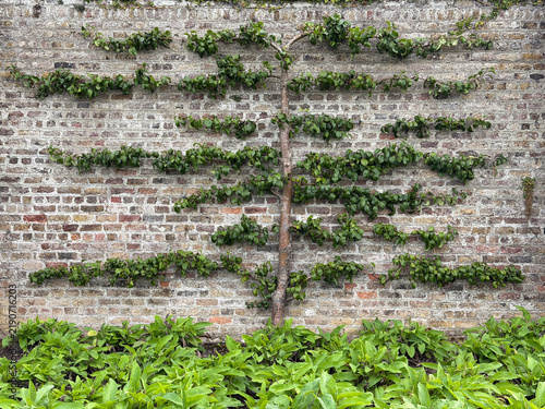 An espaliered fruit tree grows in neat horizontal tiers against a weathered brick wall in the walled garden at Phoenix Park, Dublin, Ireland.