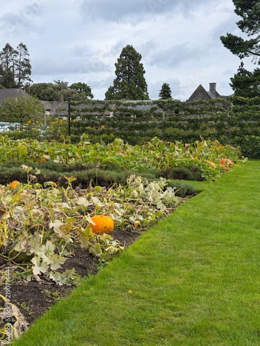 Konstfotografi Large orange pumpkins ripen among sprawling vines, herbs and espalier fruit trees in the historic walled garden at Phoenix Park in Dublin, Ireland