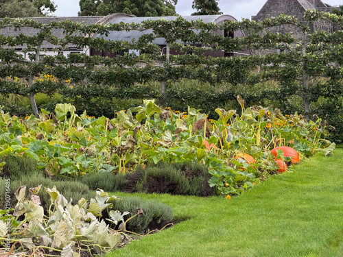 Canvastavla Large orange pumpkins ripen among sprawling vines, herbs and espalier fruit trees in the historic walled garden at Phoenix Park in Dublin, Ireland