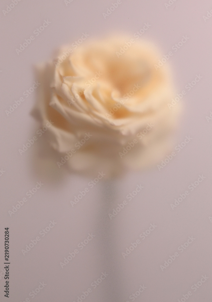 Obraz premium Smoke selected soft focus cream beige white Rose Flower through translucent matte frosted glass. Abstract natural blurred grain light fog background.
