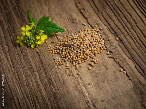 Bild auf Leinwand Yellow mustard flowers and seeds, Christian faith and mustard seed parable conce